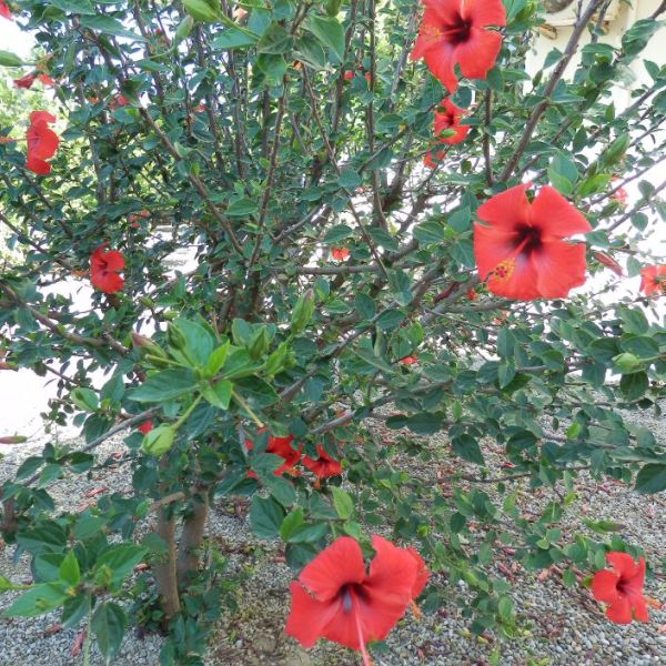 Området omkring Monach II lejlighederne. En hibiscus busk.