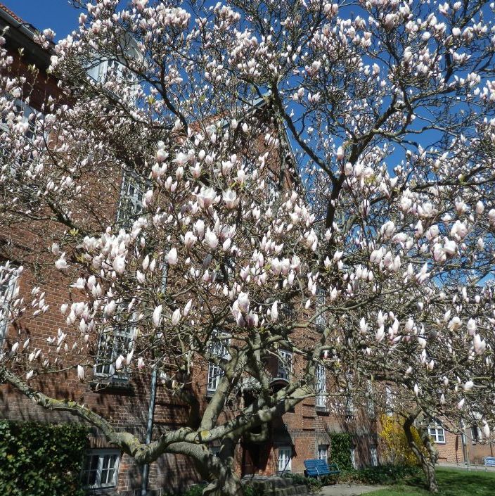 Roskilde Kloster og flot blomsterne Magnolietræ