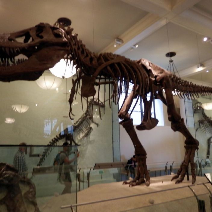 USA - New York.
American Museum of Natural History
