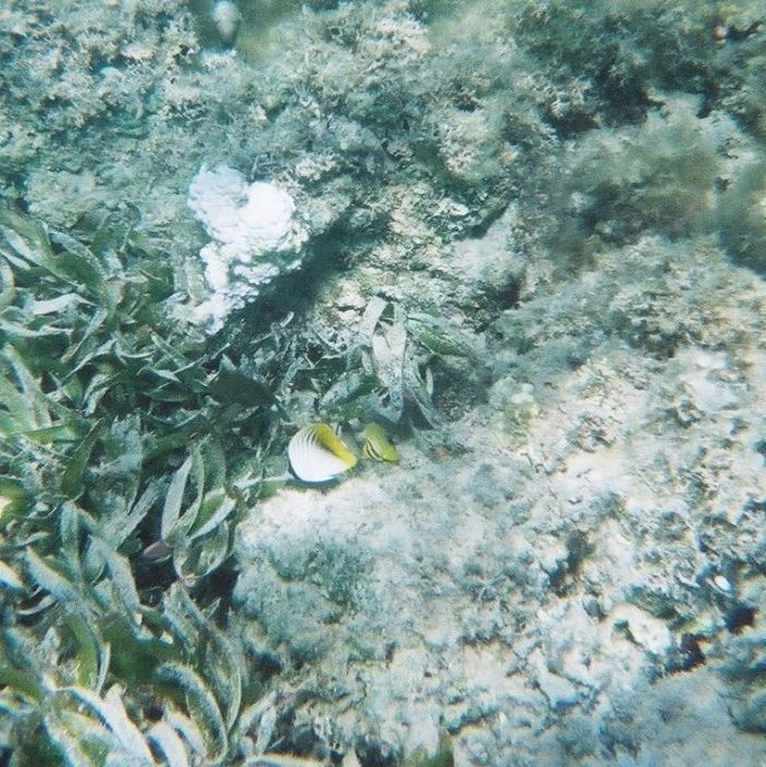 Egypt - Sharm el Sheik.
Sommerfuglefisk. Der findes omkring 120 forskellige arter af sommerfuglefisken.