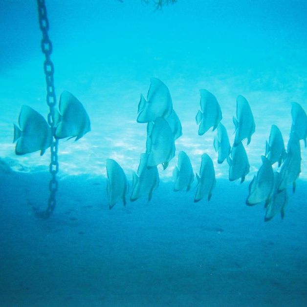 Egypt - Sharm el Sheik.
Flagemusfisk.