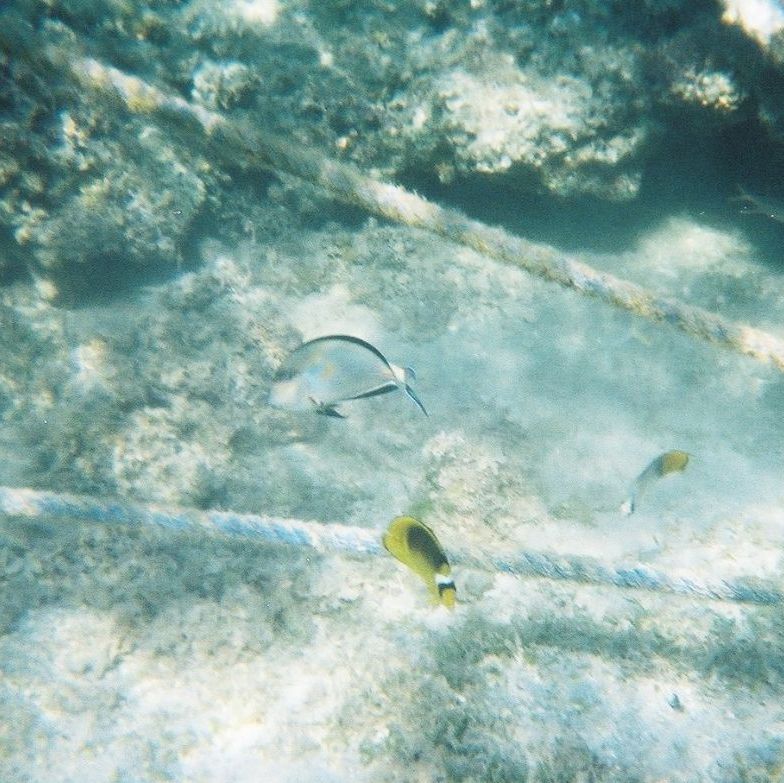 Egypt - Sharm el Sheik.
Sommerfuglefisk og Kirurgfisk. Der er næsten 75 forskellige slags af denne utrolige fisk.