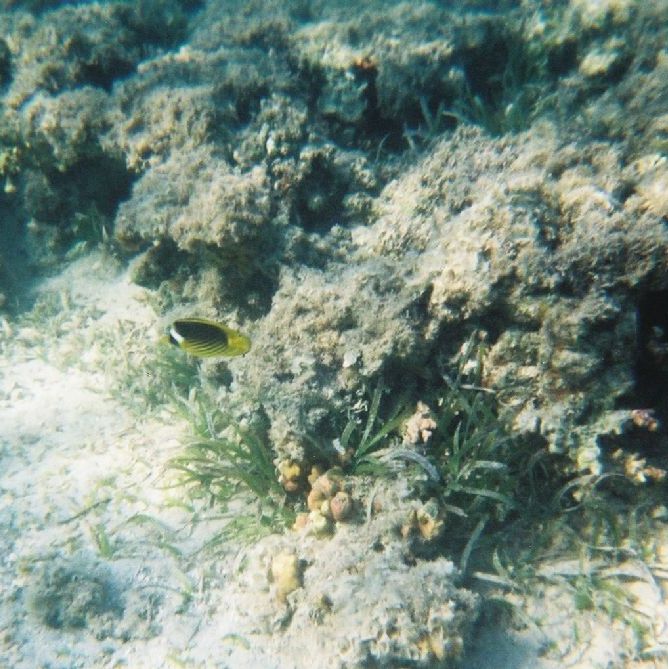 Egypt - Sharm el Sheik.
Sommerfuglefisk.