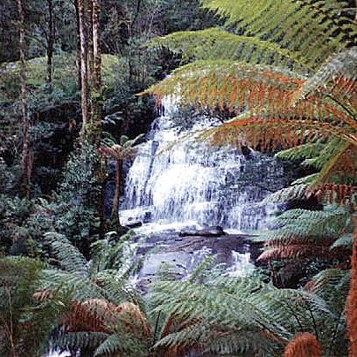 Australien, Victoria
Great Ocean Road.
Great Otway National Park.
Triplet Falls