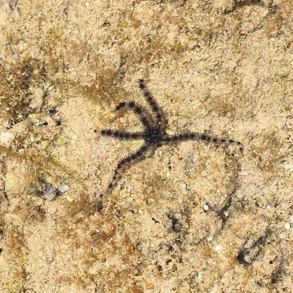 Hurghada Egypt.
Turns out to be a sea star a
Serpent Sea Star.