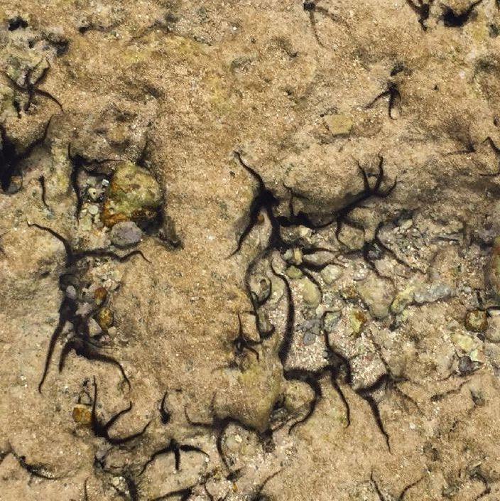 Hurghada Egypt.
At low tide we could see these strange long arms hiding in holes.