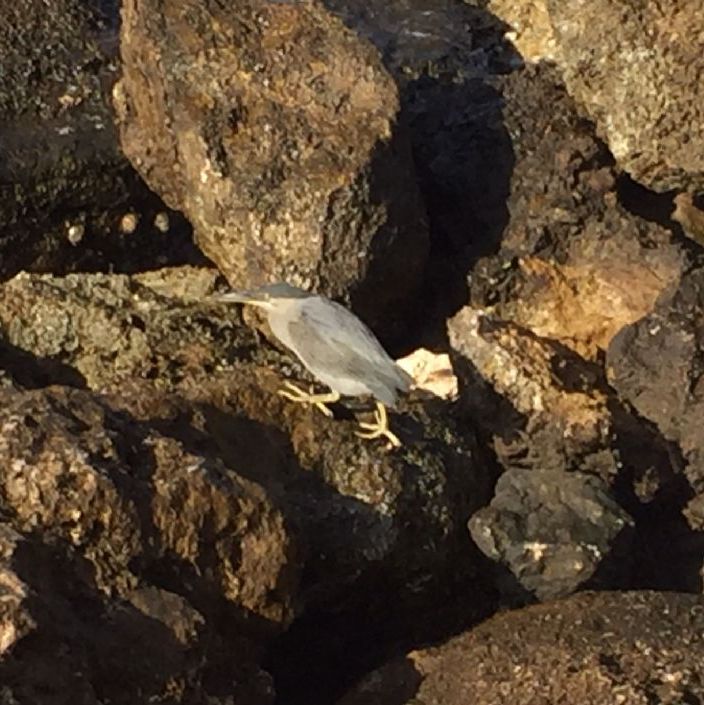 Hurghada Egypt.
Wildlife by the sea, a heron catching crabs and snails.