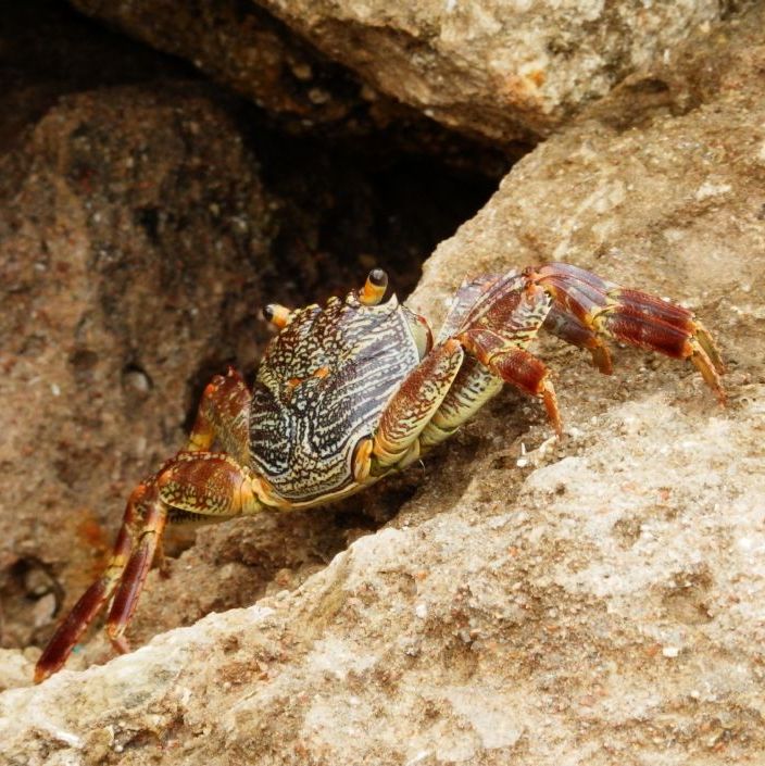Hurghada Egypt.
Wildlife by the sea, a big crab