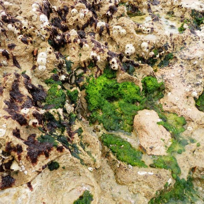 Hurghada Egypt.
Exposed coral