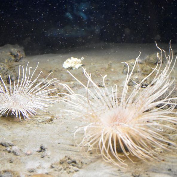 Søanemoner
