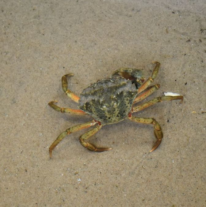 Krabbe